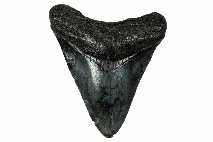 Serrated, Juvenile Megalodon Tooth - South Carolina #340475